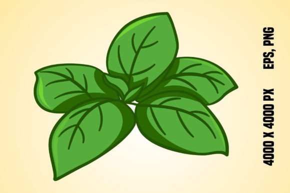 Download Fresh Green Basil Leaves - Premium Resources