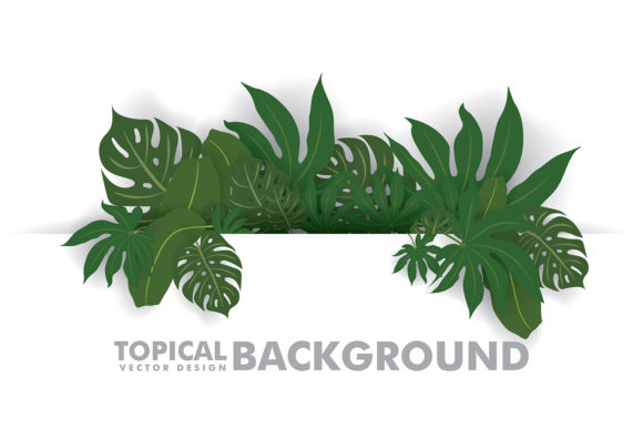 Download Fresh Green Tropical Leaves - Premium Resources