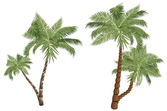 Download Two Cartoon Palms - Palms Collection