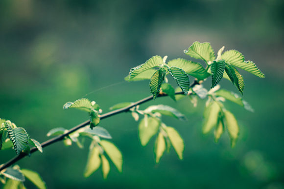 Download Fresh Green Leaves in the Spring - Fresh green Collection
